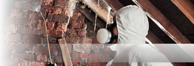 - Woodworm Treatments